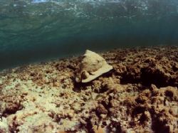 Helmet shell, San Salvador, Bahamas. Nikonos V, Sea&Sea 1... by Derek Zelmer 